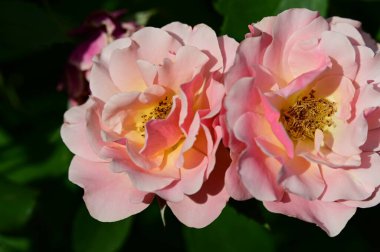 Bahçedeki güzel parlak güller 