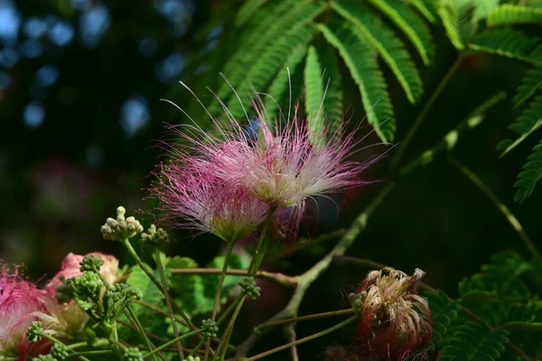 stock image beautiful bright  flowers on tree in garden 