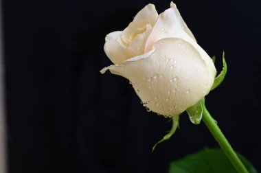 Güzel gül çiçeği, yakından.