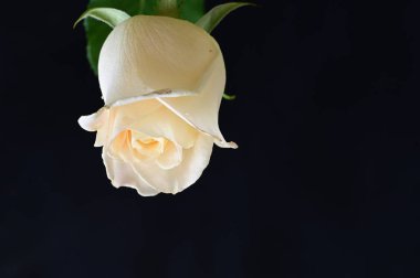 Güzel gül çiçeği, yakından.