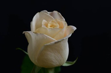 Güzel gül çiçeği, yakından.