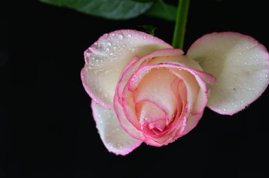 Güzel gül çiçeği, yakından.