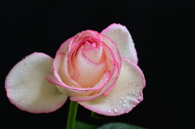 Güzel gül çiçeği, yakından.