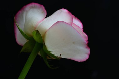 Güzel gül çiçeği, yakından.