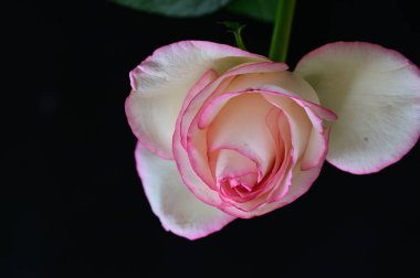 Güzel gül çiçeği, yakından.