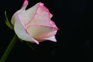 Güzel gül çiçeği, yakından.