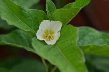 Bahçede güzel çiçek yakın