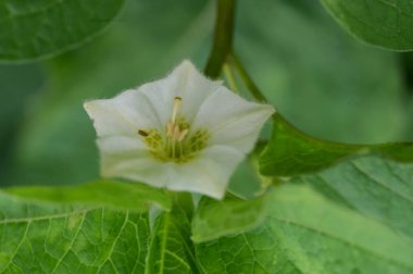 Bahçede güzel çiçek yakın