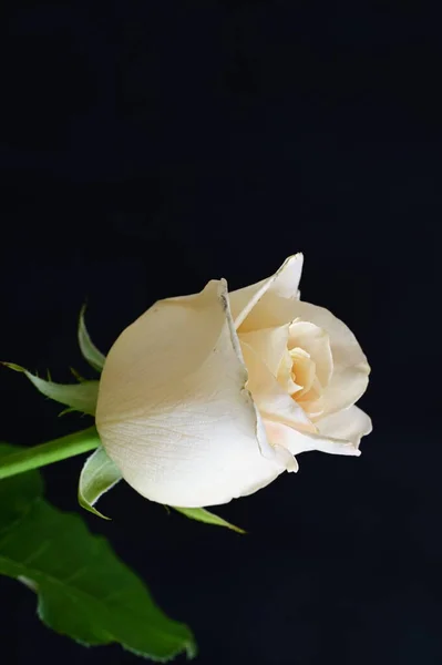 Schöne Rosenblüte Aus Nächster Nähe — Stockfoto