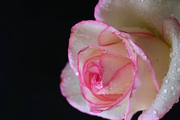 Gyönyörű Rózsa Virág Közelről — Stock Fotó