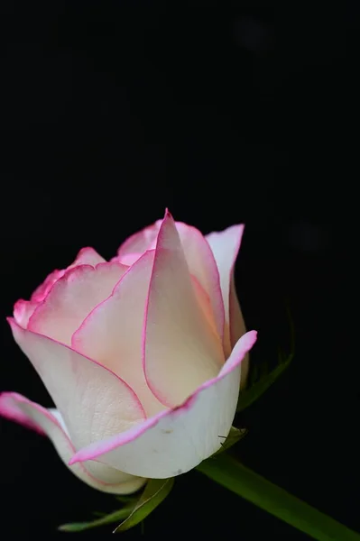 Güzel Gül Çiçeği Yakından — Stok fotoğraf