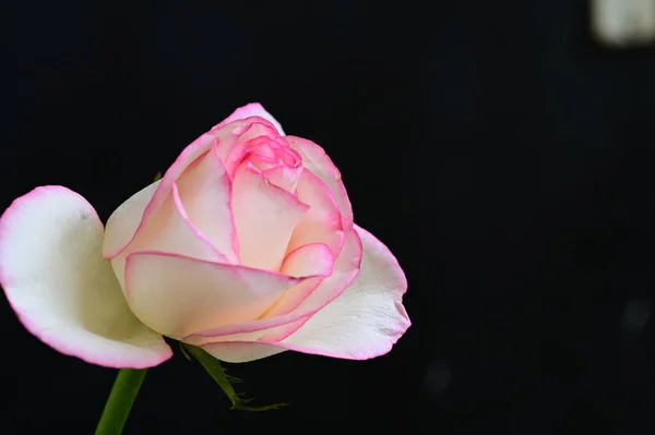 美丽的玫瑰花开过来了 — 图库照片