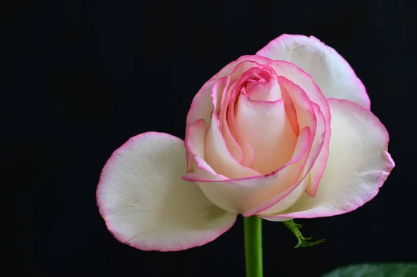 Indah Bunga Mawar Menutup — Stok Foto