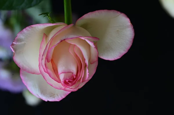 Frumoasa Floare Trandafir Aproape — Fotografie, imagine de stoc