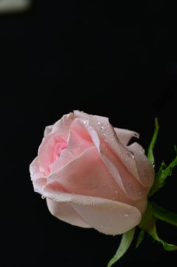 Güzel gül çiçeği, yakından.