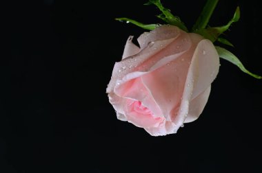 Güzel gül çiçeği, yakından.