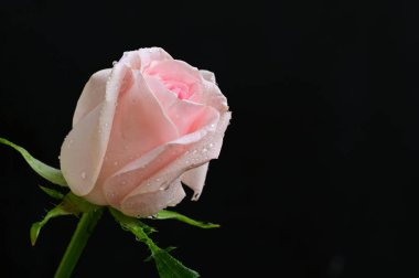 Güzel gül çiçeği, yakından.