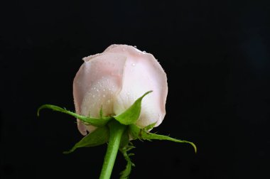 Güzel gül çiçeği, yakından.