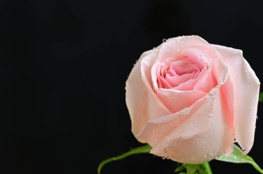 Güzel gül çiçeği, yakından.