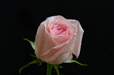 Güzel gül çiçeği, yakından.