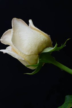 Güzel gül çiçeği, yakından.