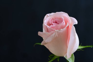 Güzel gül çiçeği, yakından.