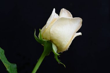 Güzel gül çiçeği, yakından.