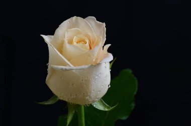 Güzel gül çiçeği, yakından.