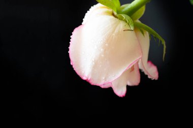 Güzel gül çiçeği, yakından.