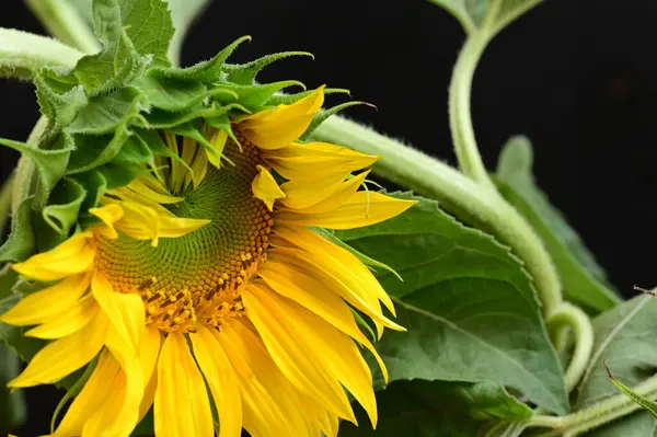 stock image beautiful  sunflower  close up