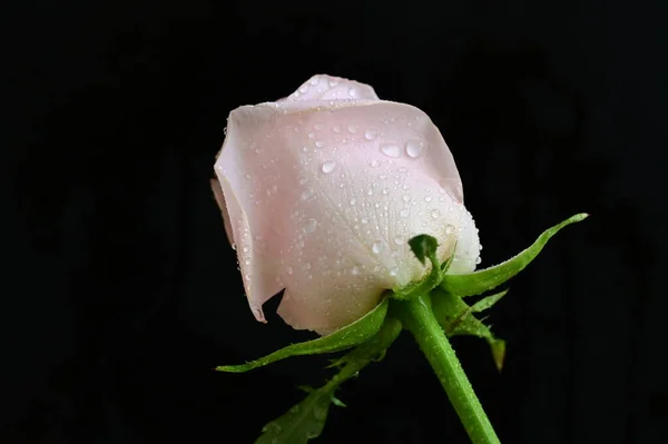 Красива Квітка Троянди Крупним Планом — стокове фото