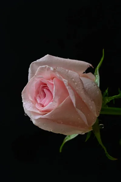 Hermosa Flor Rosa Cerca — Foto de Stock