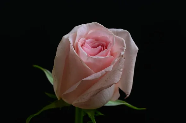 Krásná Růžová Květina Zblízka — Stock fotografie