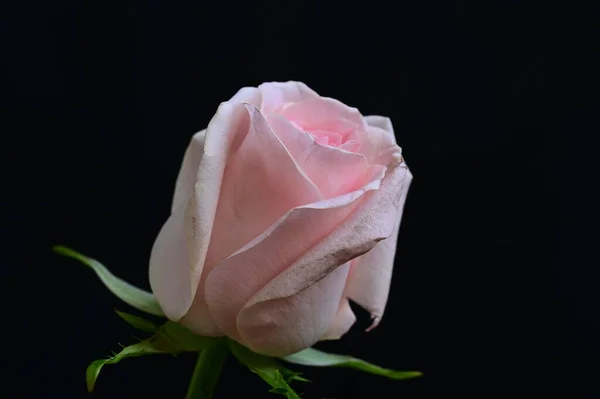 Hermosa Flor Rosa Cerca —  Fotos de Stock