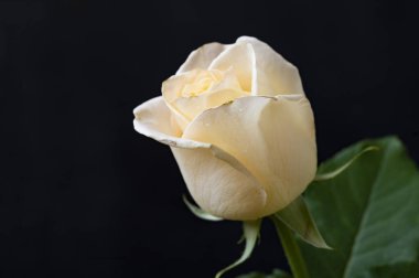 Güzel gül çiçeği, yakından.