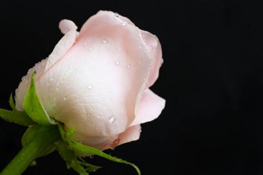 Güzel gül çiçeği, yakından.