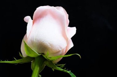 Güzel gül çiçeği, yakından.