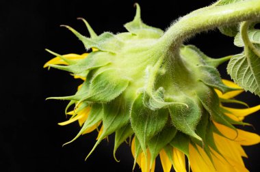 güzel ayçiçeği yakın çekim