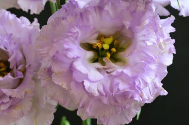 Güzel, parlak bir çiçek buketi.