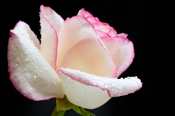 Красива Квітка Троянди Крупним Планом — стокове фото