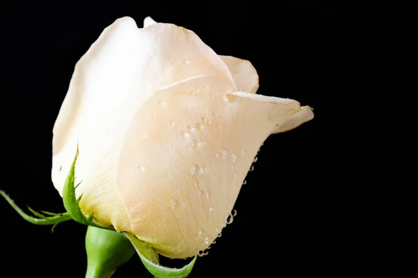 美しいバラの花が閉じる — ストック写真