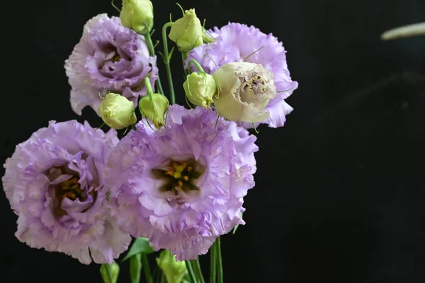 Vacker Ljus Bukett Blommor Närbild — Stockfoto