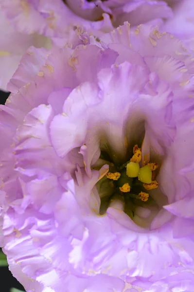 Gyönyörű Fényes Csokor Virág Közelről — Stock Fotó
