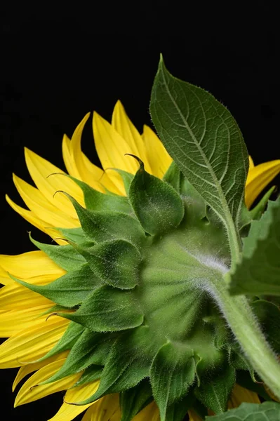Beautiful Sunflower Close — Stock Photo, Image
