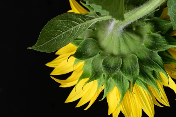 stock image beautiful  sunflower  close up