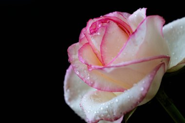 Güzel gül çiçeği, yakından.