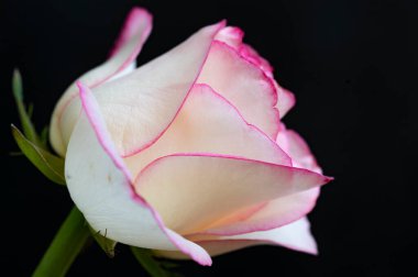 Güzel gül çiçeği, yakından.