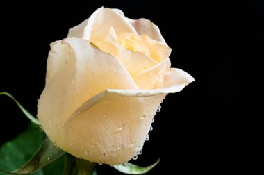 Güzel gül çiçeği, yakından.