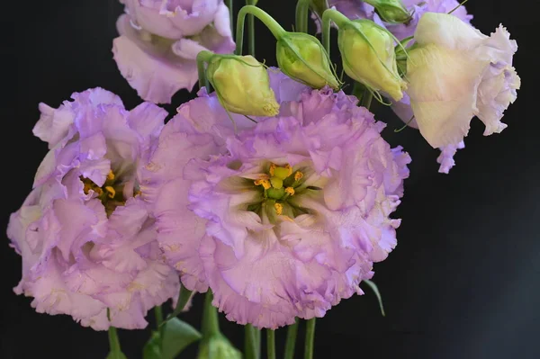 Beautiful Bright Bouquet Flowers Close — Stock Photo, Image