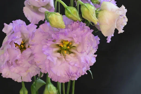 Piękny Jasny Bukiet Kwiatów Zbliżenie — Zdjęcie stockowe
